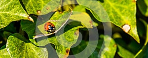 Macro closeup of a lady beetle bug with orange wings and black spots, common insect of europe