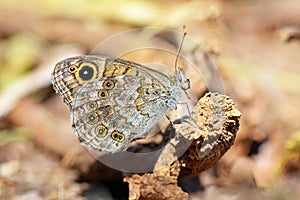 Lasiommata megera , the wall brown butterfly sitting on ground