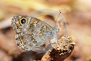 Lasiommata megera , the wall brown butterfly sitting on ground