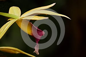 Macro closeup of a lip Phaius tankervillae orchid flower botanical species branch isolated on black
