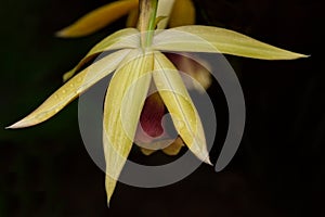 Macro closeup of a lip Phaius tankervillae orchid flower botanical species branch isolated on black