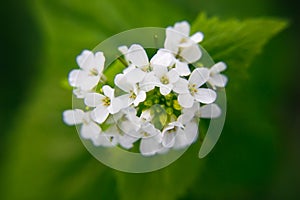 Macro closeup of medicative herb blossom - Garlic  mustard Alliaria petiolata on blurry green background