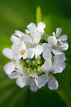 Macro closeup of medicative herb blossom - Garlic  mustard Alliaria petiolata on blurry green background photo