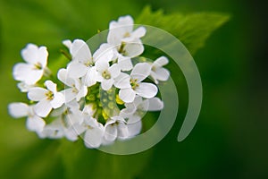 Macro closeup of medicative herb blossom - Garlic  mustard Alliaria petiolata on blurry green background photo