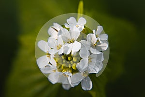 Macro closeup of medicative herb blossom - Garlic  mustard Alliaria petiolata on blurry green background photo