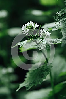 Macro closeup of medicative herb blossom Garlic mustard Alliaria petiolata photo