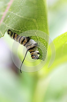 Macro Closeup on Monarch Butterfly Caterpillar Eating Milkweed Plant Leaf