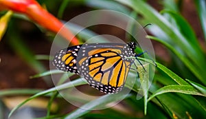 Macro closeup of a monarch butterfly, colorful tropical insect specie from America