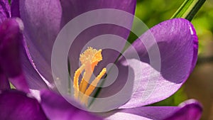 Macro closeup in the morning sunlight of purple crocus spring time flowers in blossom from side view open petals and green