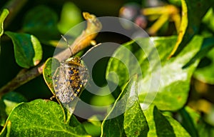 Macro closeup of a mottled shield bug sitting on a green ivy leaf, common insect from europe