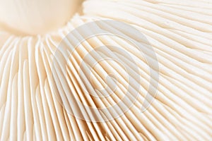 Macro Closeup of Mushroom Gills in White