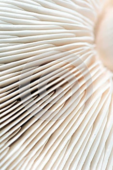 Macro Closeup of Mushroom Gills in White