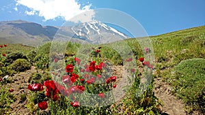 Papaver bracteatum , the Iranian poppy or Persian poppy natural flowers and mount Damavand