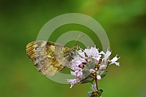 Pararge aegeria , The speckled wood butterfly , butterflies of Iran