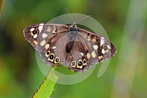 Pararge aegeria , The speckled wood butterfly , butterflies of Iran