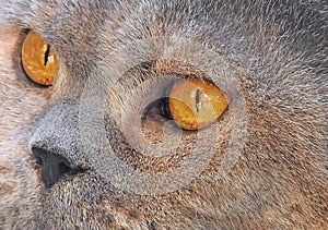 Macro closeup of pedigree british shorthair eye facial details