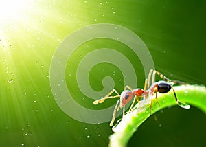 macro closeup photo of an ant on blurred green natural background, sun rays, water droplets, created with generative ai