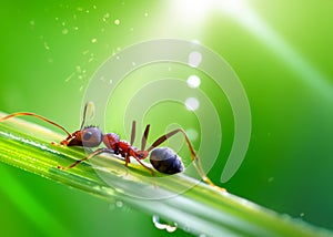 macro closeup photo of an ant on blurred green natural background, sun rays, water droplets, created with generative ai