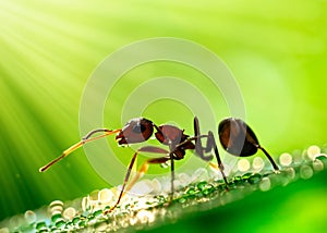 macro closeup photo of an ant on blurred green natural background, sun rays, water droplets, created with generative ai