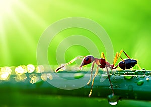 macro closeup photo of an ant on blurred green natural background, sun rays, water droplets, created with generative ai