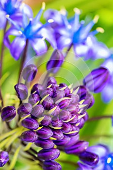 Macro or closeup photo of beautiful colorful purple, yellow and blue flower