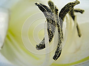 Macro and Closeup photo of Easter Lily