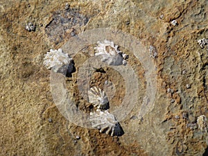 Four Limpets on Beach Rock photo