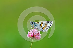 Pyrgus sidae , the yellow-banded skipper butterfly photo