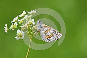 Pyrgus sidae , the yellow-banded skipper butterfly
