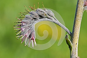 Solenanthus stamineus flower natural in wild
