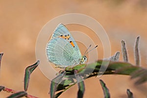 Tomares romanovi, or Romanoff`s hairstreak butterfly , butterflies of Iran photo