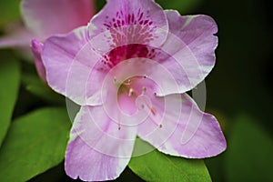 A macro closeup pink azalea flower in blossom