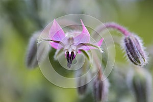 Macro Closeup of Pink Borage Flower