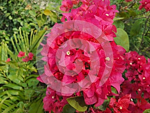 Macro closeup of pink bougainvillea flower with petals blooming in a garden