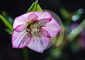 Macro closeup of pink purple flower of Helleborus niger orientalis Christmas rose black hellebore