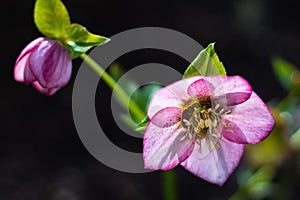 Macro closeup of pink purple flower of Helleborus niger orientalis Christmas rose black hellebore