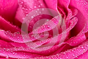 Macro closeup of a pink rose with morning dew