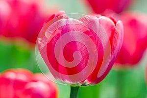 Macro Closeup pink tulips under the sun