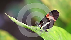 Macro closeup portrait of a small red postman butterfly, tropical insect specie from Costa Rica, America