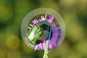 Potosia aeruginosa , Great Rose chafer beetle