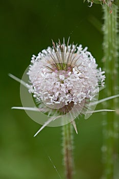 Macro closeup of prickly cone with spines and tiny white flowers of Dipsacus fullonum wild teasel