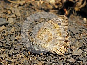  persa Junio mariposa  mariposas de irán 