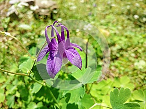  águila flor en Salvaje  irán 