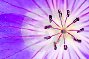 Macro closeup of a Purple flower Stamen