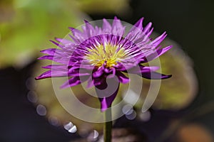 A macro closeup purple water lily is floating