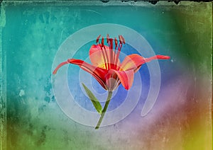 Macro closeup of a red lily on a blurred background