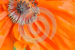 Macro closeup Red Poppy flower pistil and stamen