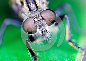 Macro closeup of robber fly