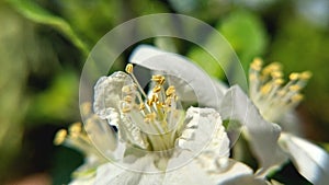 macro closeup of roses pollens