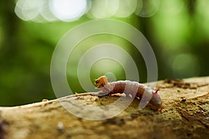 Macro closeup shot of a colorful caterpillar with a pink body and yellow head sitting on a branch with a green blurry backdrop.